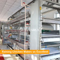 Poultry farm design and high quality automatic chicken broiler cage for Russia farm